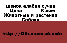 щенок алабая сучка › Цена ­ 5 000 - Крым Животные и растения » Собаки   